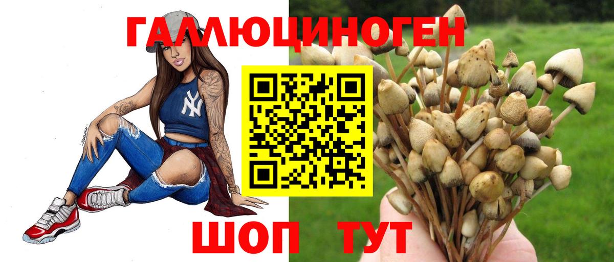 Псилоцибиновые грибы GOLDEN TEACHER  Вход с VPN  наркошоп  Новокубанск  Псилоцибиновые грибы мицелий 